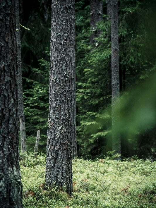It is Time to Wake Up: Reflect on Our Impact and Take Action for the Planet