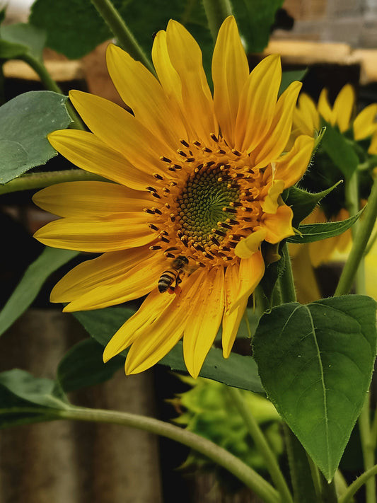 VerdeVibe: Transforma tu hogar y tu vida con productos ecológicos