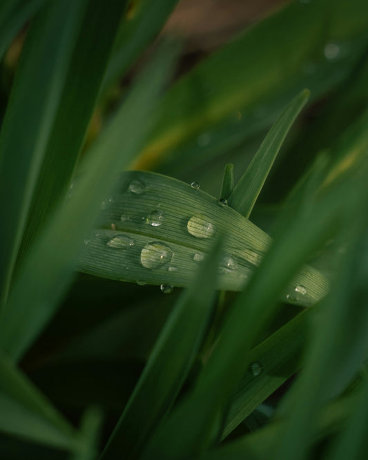 Stop Wasting, Start Living Green: Why Eco-Friendly Products Matter More Than Ever